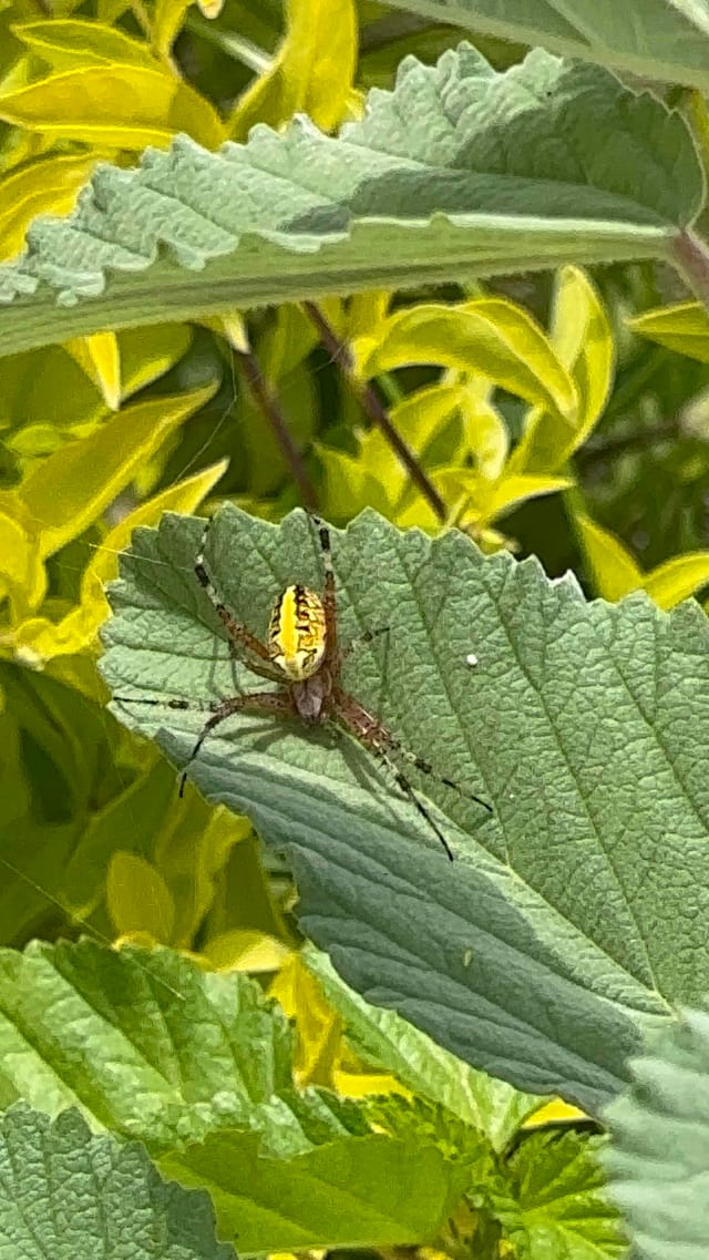 Araña tejedora dorada
